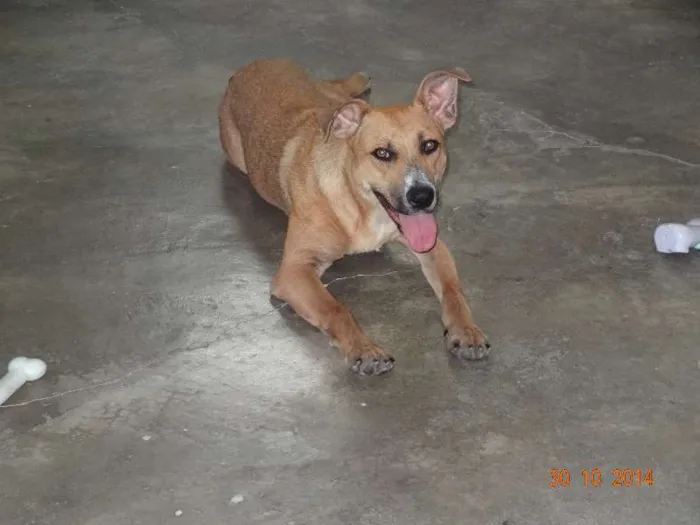Cachorro ra a Mix de pit idade 1 ano nome Leona Luisa