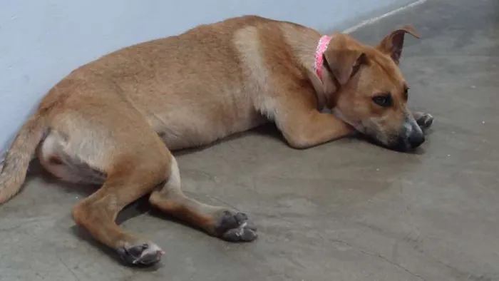 Cachorro ra a Mix de pit idade 1 ano nome Leona Luisa