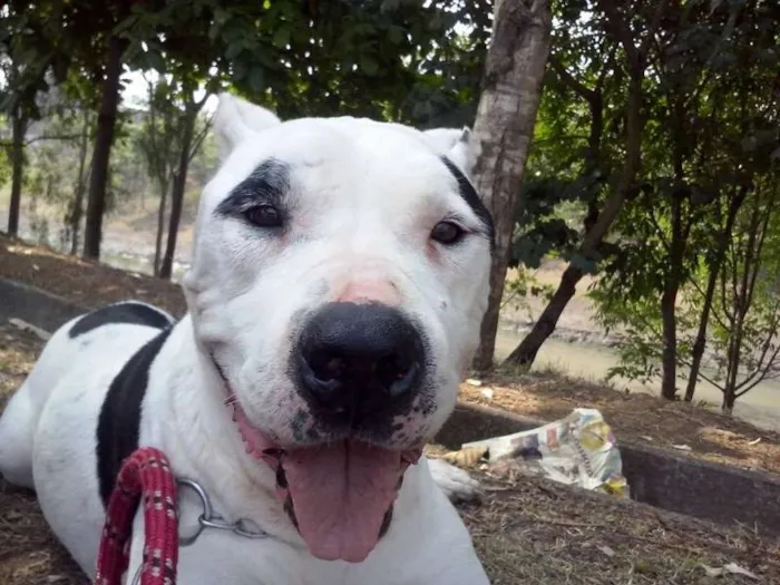 Cachorro ra a Pit-Bull idade 6 ou mais anos nome Hacki