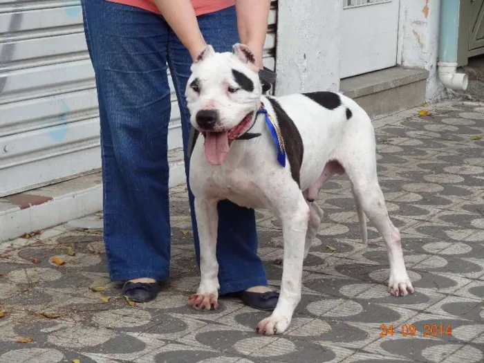 Cachorro ra a Pit-Bull idade 6 ou mais anos nome Hacki