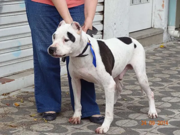 Cachorro ra a Pit-Bull idade 6 ou mais anos nome Hacki