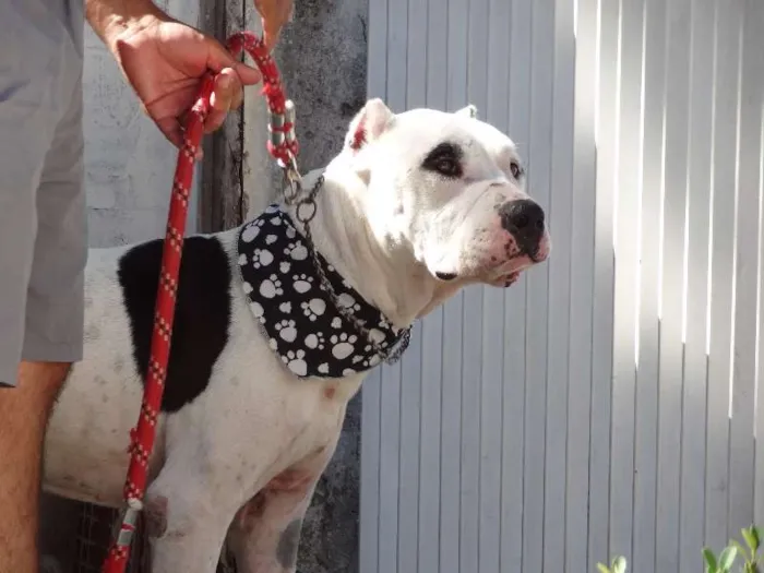 Cachorro ra a Pit-Bull idade 6 ou mais anos nome Hacki