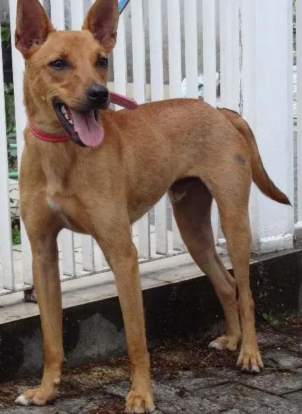 Cachorro ra a SRD idade 1 ano nome Pitoco