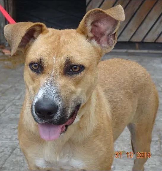Cachorro ra a Mix de pit idade 1 ano nome Leona Luisa