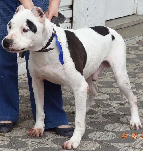 Cachorro ra a Pit-Bull idade 6 ou mais anos nome Hacki