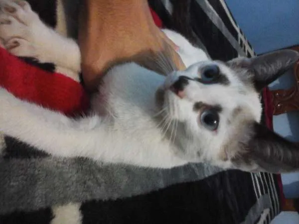 Gato ra a Siamês idade 2 a 6 meses nome Lineu