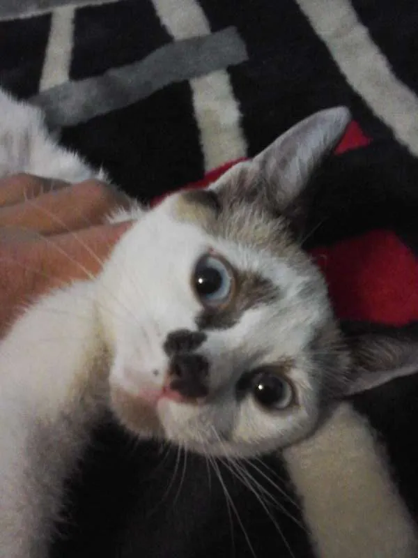 Gato ra a Siamês idade 2 a 6 meses nome Lineu