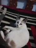 Lineu