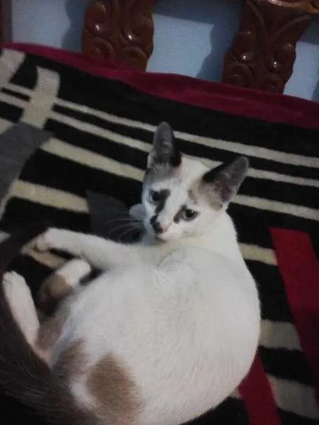 Gato ra a Siamês idade 2 a 6 meses nome Lineu