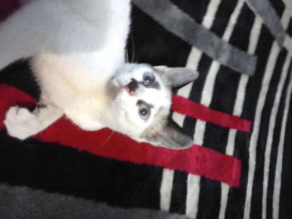 Gato ra a Siamês idade 2 a 6 meses nome Lineu