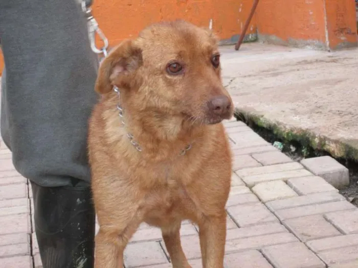 Cachorro ra a SRD idade 6 ou mais anos nome MENINA