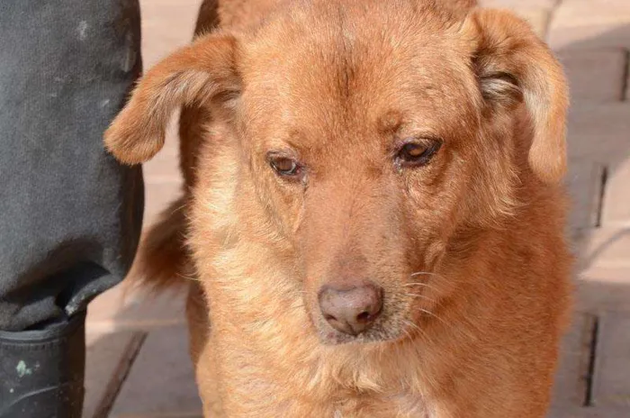 Cachorro ra a SRD idade 6 ou mais anos nome MENINA