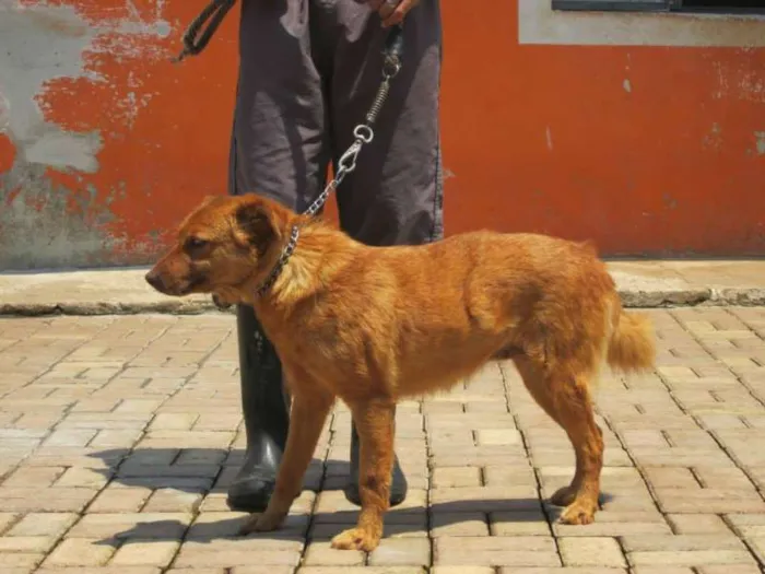 Cachorro ra a SRD idade 6 ou mais anos nome MENINA