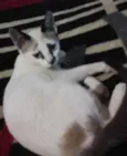 Lineu