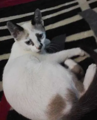 Gato ra a Siamês idade 2 a 6 meses nome Lineu
