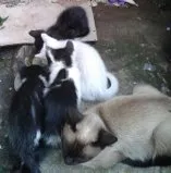 Gato ra a  idade  nome sem nome