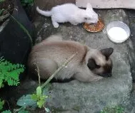 Gato ra a  idade  nome sem nome