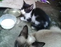 Gato ra a  idade  nome sem nome