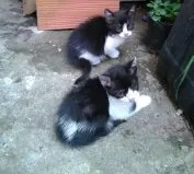 Gato ra a  idade  nome sem nome