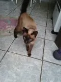 Gato ra a  idade  nome sem nome