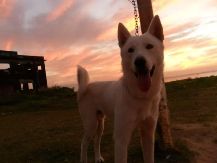 Cachorro raça akita idade 1 ano nome miw