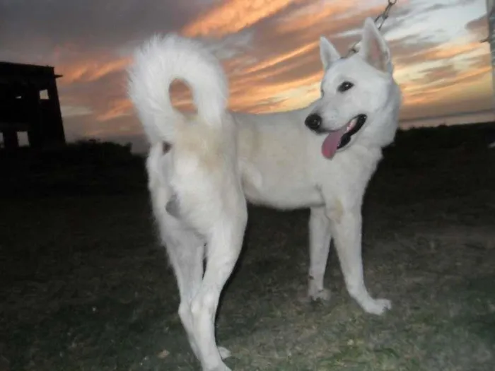 Cachorro raça akita idade 1 ano nome miw
