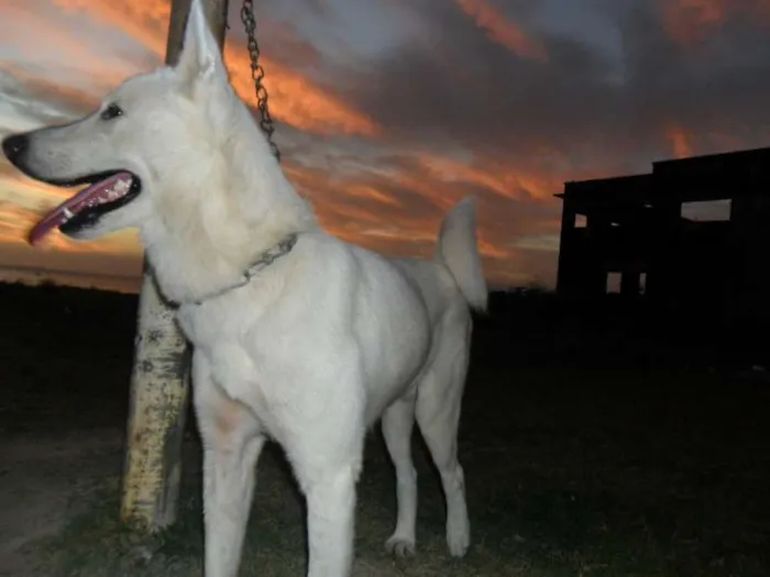 Cachorro raça akita idade 1 ano nome miw