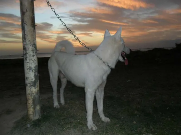 Cachorro raça akita idade 1 ano nome miw