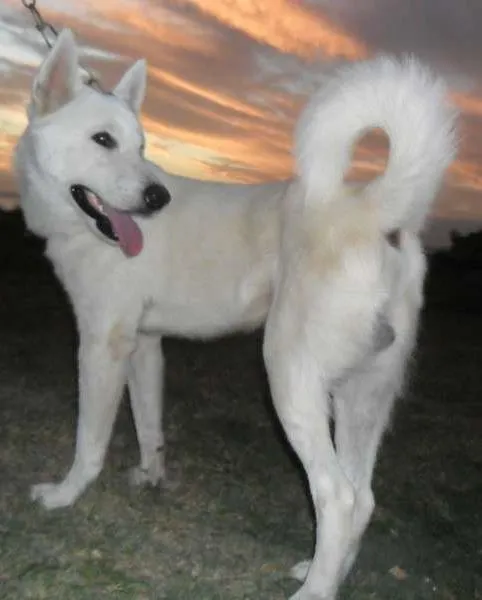 Cachorro raça akita idade 1 ano nome miw