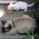 Gato raça  idade  nome sem nome