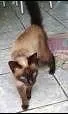 Gato ra a  idade  nome sem nome