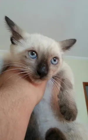 Gato raça sialatas idade 2 a 6 meses nome siames