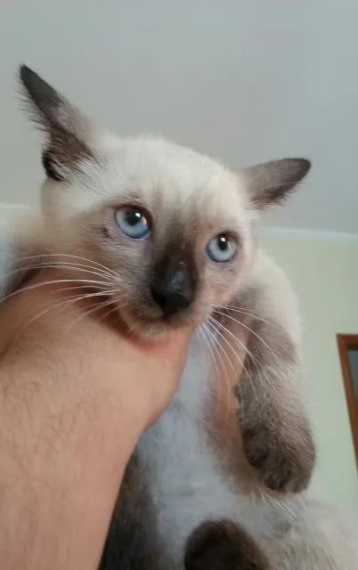 Gato ra a sialatas idade 2 a 6 meses nome siames