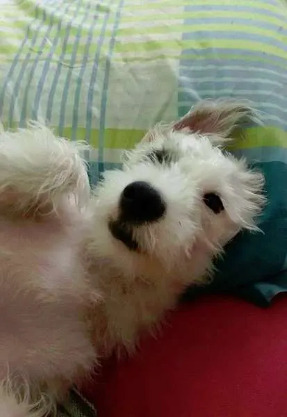Cachorro ra a SRD idade 7 a 11 meses nome Floc