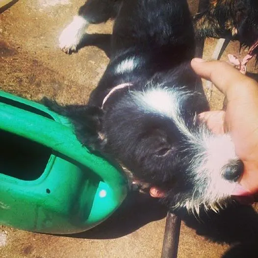 Cachorro ra a SRD idade 2 a 6 meses nome Mailo