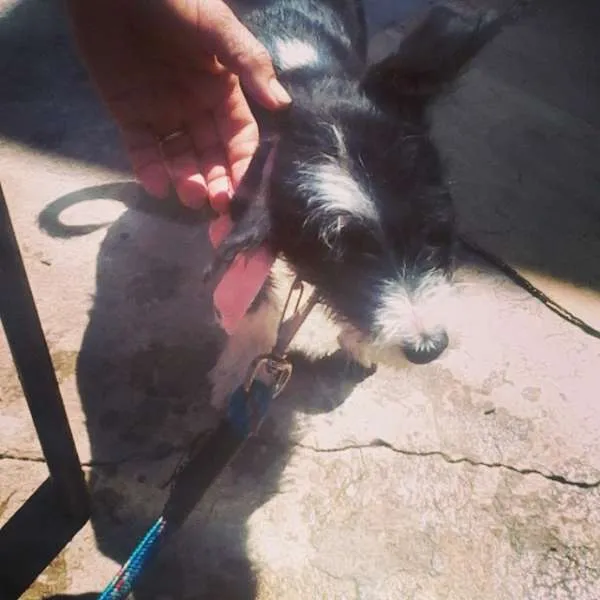 Cachorro ra a SRD idade 2 a 6 meses nome Mailo