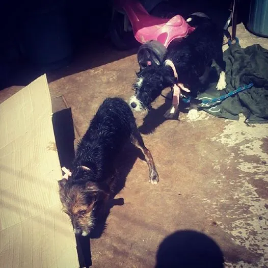 Cachorro ra a SRD idade 2 a 6 meses nome Mailo