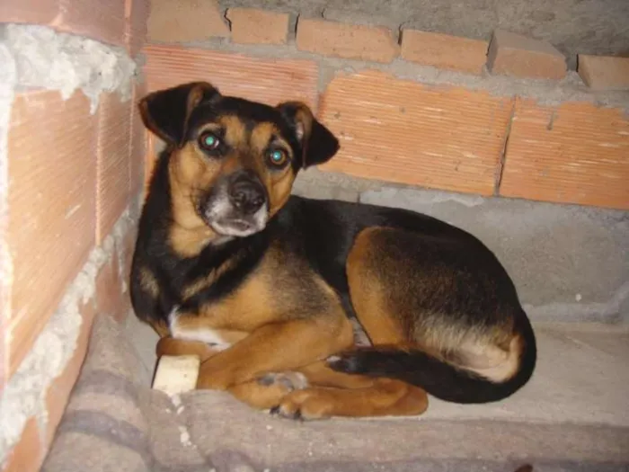 Cachorro ra a sem raça definida idade 2 anos nome Niko