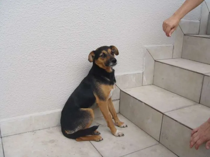 Cachorro ra a sem raça definida idade 2 anos nome Niko
