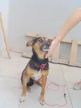 Niko