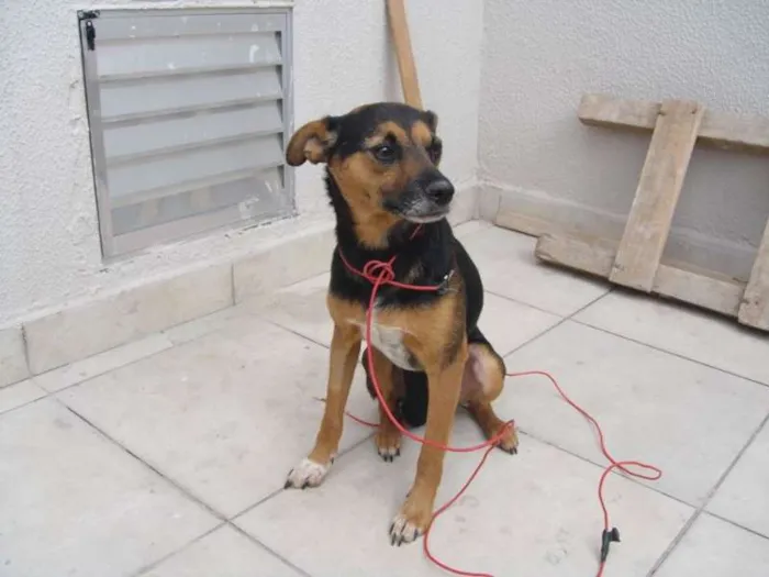 Cachorro ra a sem raça definida idade 2 anos nome Niko