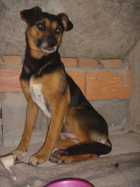 Cachorro ra a sem raça definida idade 2 anos nome Niko