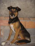 Niko