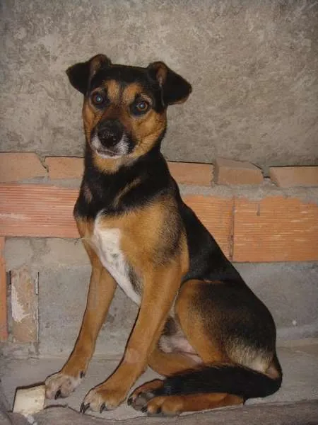 Cachorro ra a sem raça definida idade 2 anos nome Niko