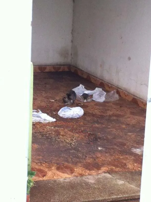 Gato ra a SRD idade Abaixo de 2 meses nome Sem nome