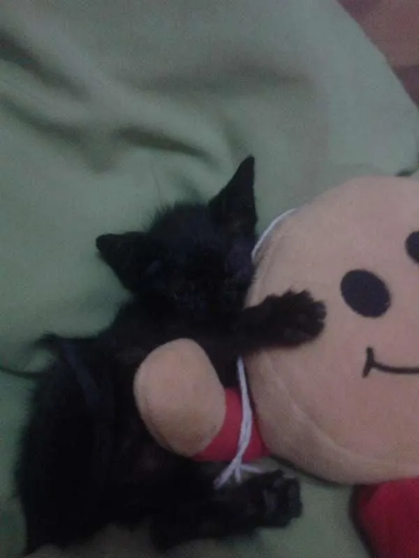 Gato ra a  idade 2 a 6 meses nome Layon