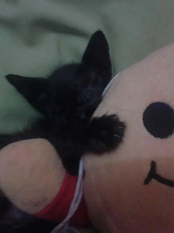 Gato ra a  idade 2 a 6 meses nome Layon