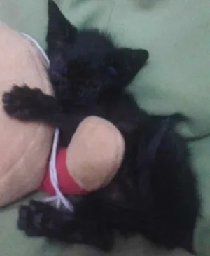 Gato raça  idade 2 a 6 meses nome Layon