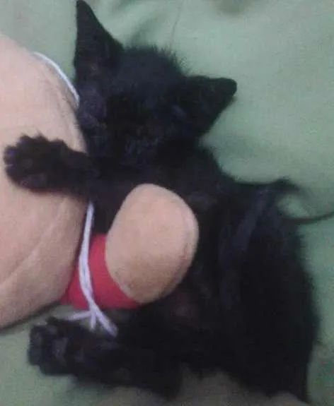 Gato ra a  idade 2 a 6 meses nome Layon