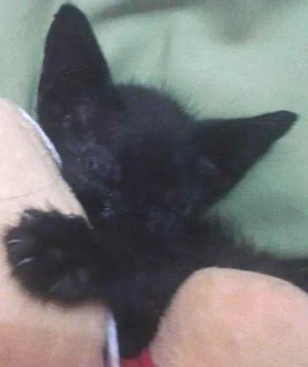 Gato ra a  idade 2 a 6 meses nome Layon